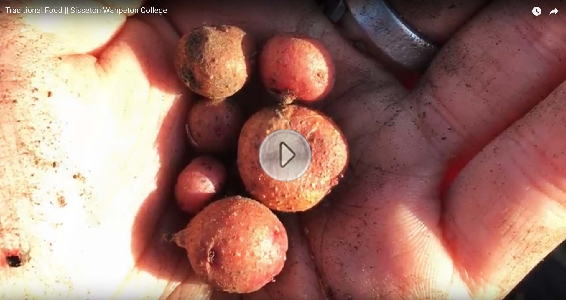 Image of potatoes linked to see Traditional Foods (Ehanna Woyute) Film produced by Sisseton Wahpeton College Students on Traditional Dakota Foods.