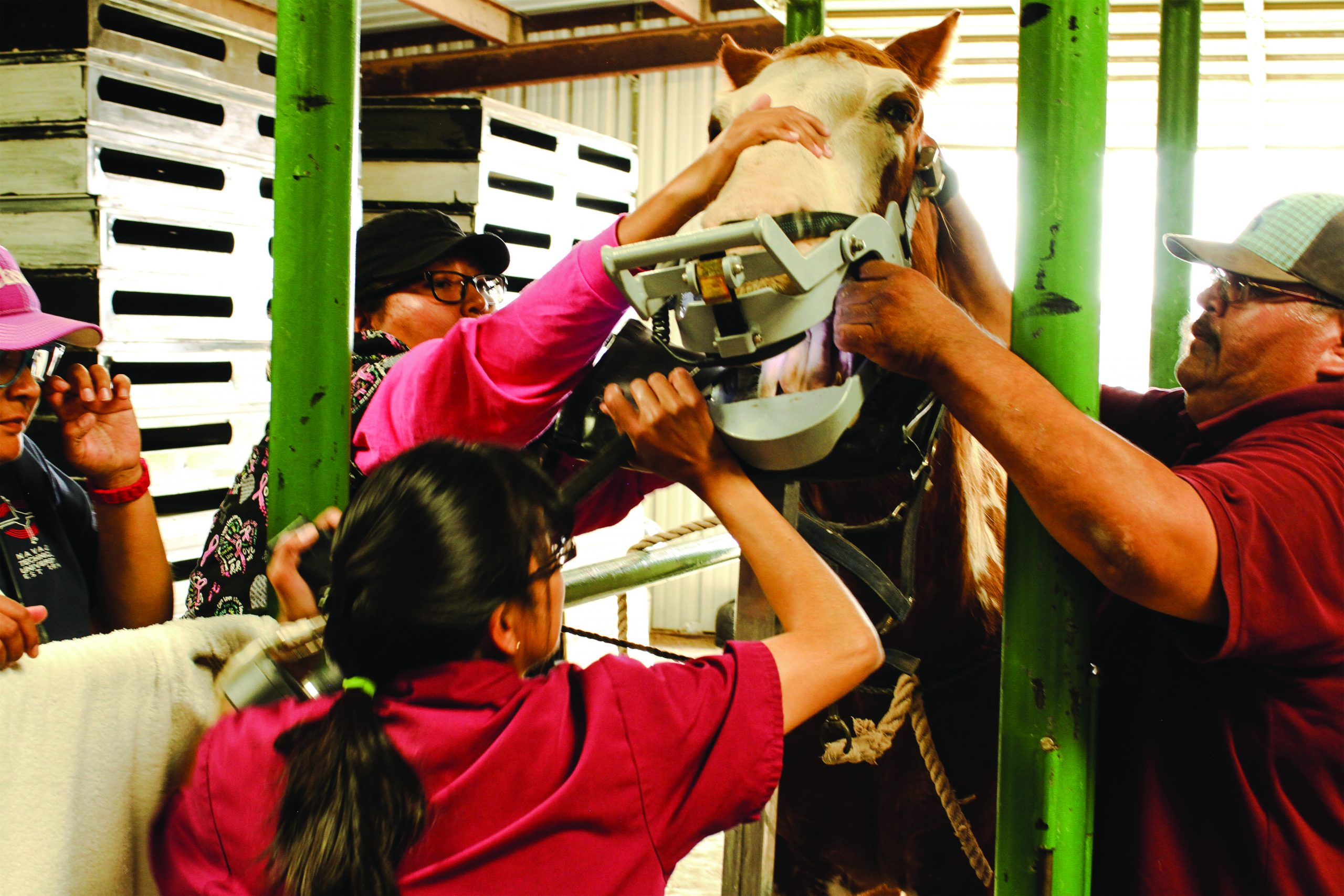 Dr. Germaine Daye works with students Jenneth Begay and Celestina Salt and technician Royce Craig in examining a horse’s teeth at the NTU Vet Teaching Hospital’s barn.