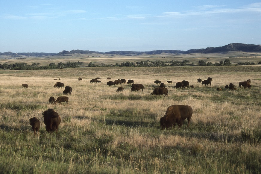 western nebraska bison