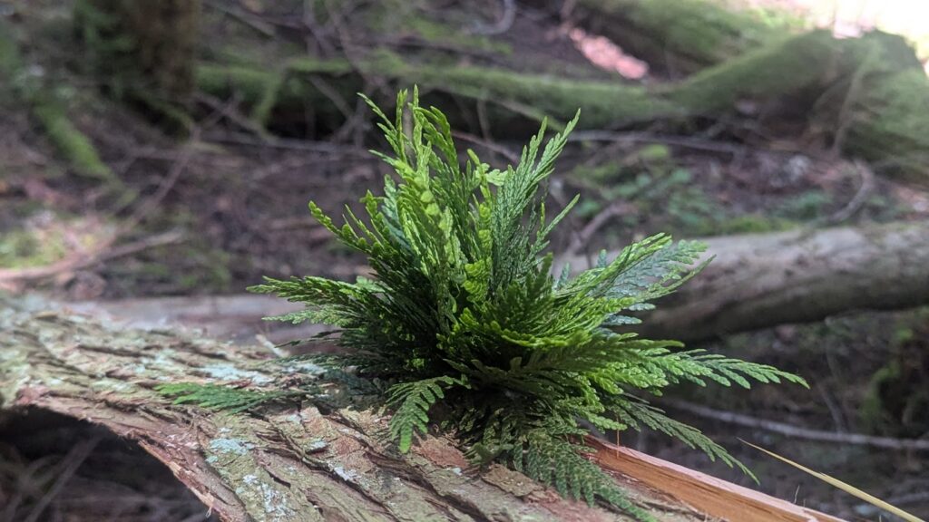 Throughout the seasons, each season will tell you what you should be doing to prepare for the year. This is a picture of a striped cedar bark from the truck of the tree and the leaves collected from the outer bark.