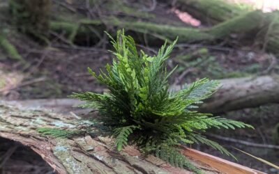 Throughout the Seasons: A Pathway Towards Healing and Sustainability