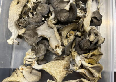 Environmental Stewardship photo of mushrooms