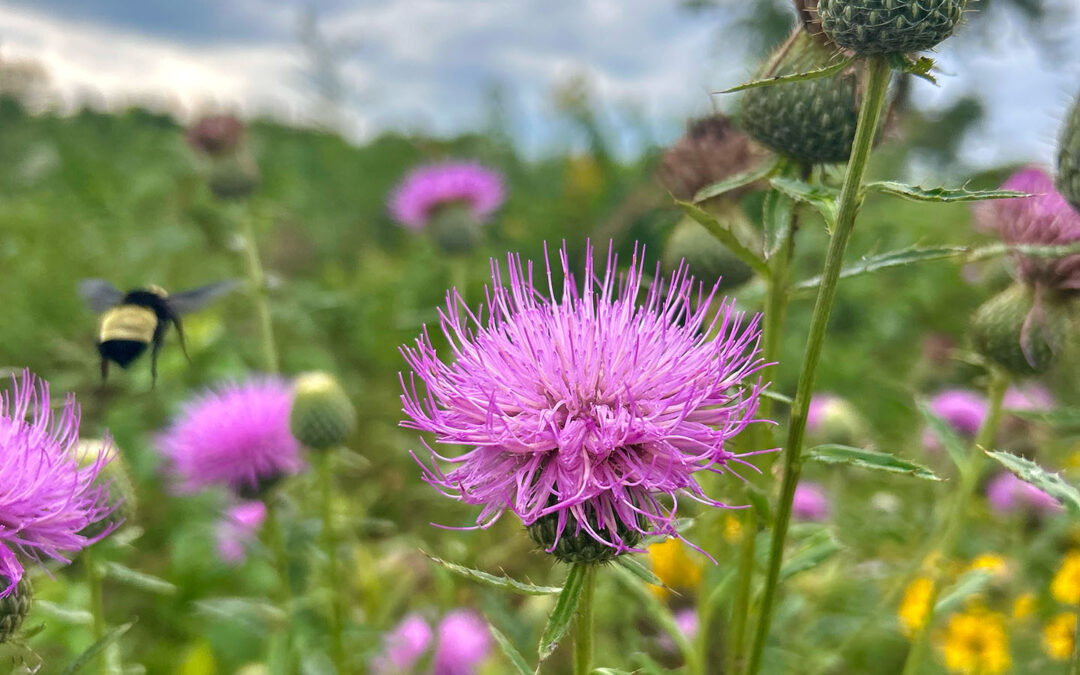 Planting the Seeds of Cultural Sustainability